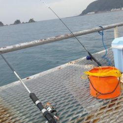 今日もアジは好調　（下関フィッシングパーク）